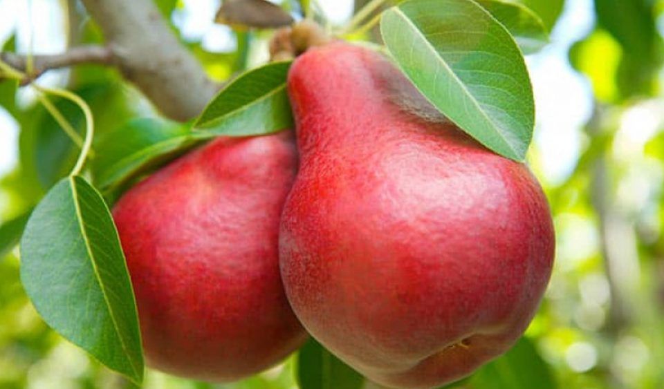 Manfaat Buah Pir Merah